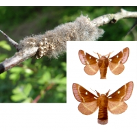 Small Eggar Moth Eriogaster lanestris An egg batch 200 -  300 eggs